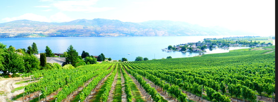 Vineyard panorama from Quails Gate.JPG